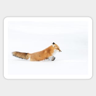 Red Fox - Algonquin Park Sticker